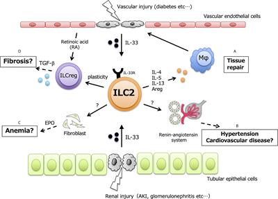 The Roles of Kidney-Resident ILC2 in Renal Inflammation and Fibrosis